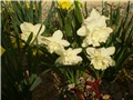 narcisi